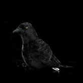 American Crow Bird Soft Stuffed Plush Toy